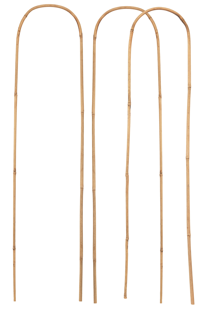 Connex Plantensteun 60X15Mm Bamboeboog 3St - FLOR78330