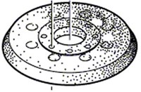 Bosch Accessoires Schuurvoet voor Bosch GEX 125-1 AE | 2609100541 - 2609100541-2