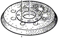 Bosch Accessoires Bosch Accessoires Schuurplateau | 125 mm | Voor Bosch GEX 125-1 AE - 1600A01CU1 - 1600A01CU1
