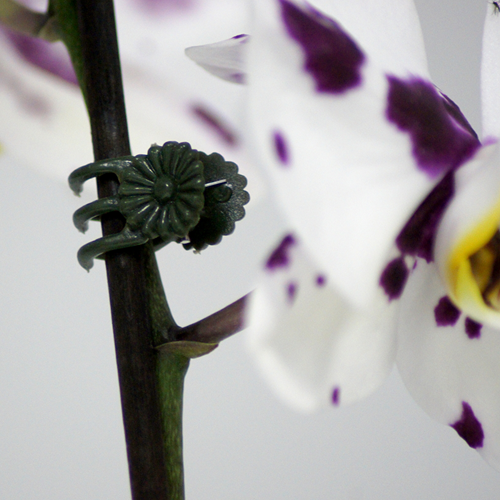 flor78840-ANG-1.png