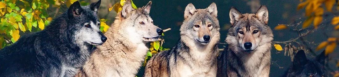 Elektrische afrastering tegen wolven